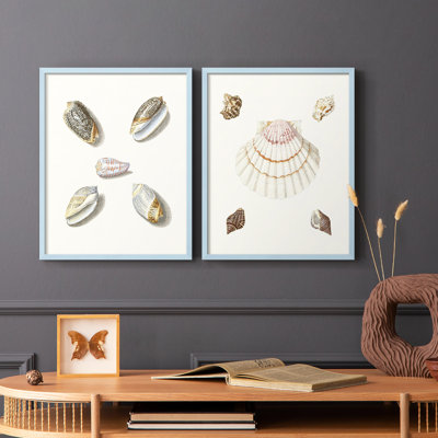 Pastel Knorr Shells III - reproduction encadrée de qualité supérieure - prête à être accrochée - aucun clou requis - aucun clou requis