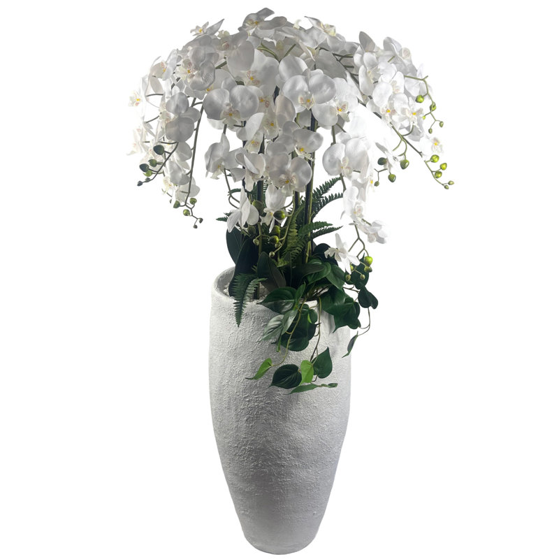 Anneus 150cm Plant