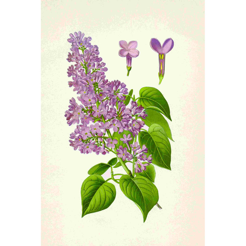 Dessin rétro lilas 2, H 18 po x l 12 po