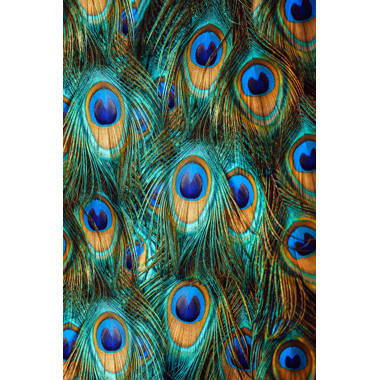 Splendor Peacock Framed On Canvas by Brazen Design Studio Print