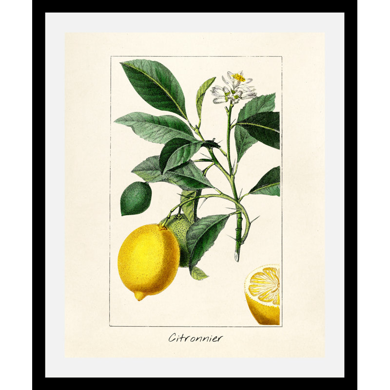 Citronnier - Single Picture Frame Print, 70cm H x 50cm W