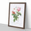 Boursault Rose in Pink by Pierre-Joseph Redoute - Picture Frame Graphic Art Print-55513016-55513013