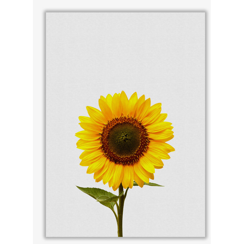 Sunflower Still Life - Print, 42cm H x 29.7cm W x 4cm D, Wrapped Canvas