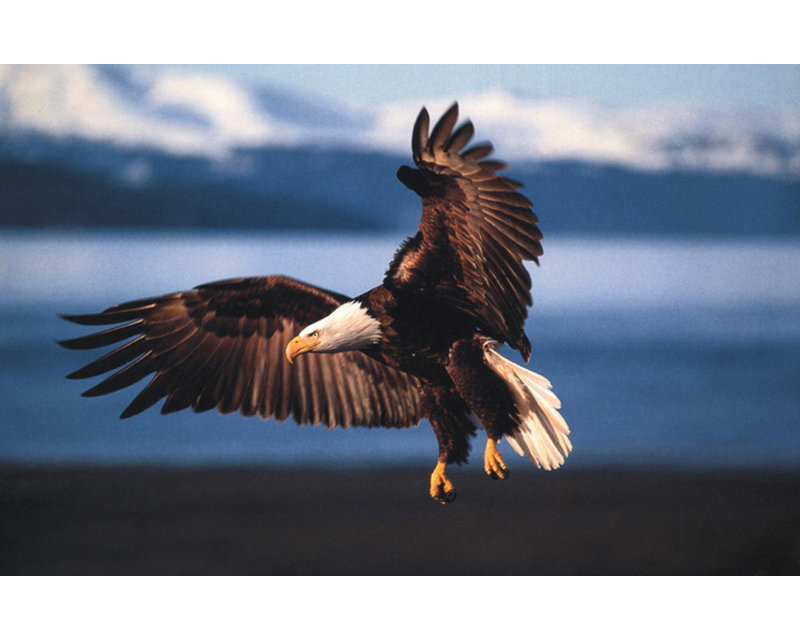 Into the Wind - Bald Eagle IMA-M572, 26'' H x 40'' W