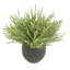 Astilbe Arrangement In A Fiberstone Pot