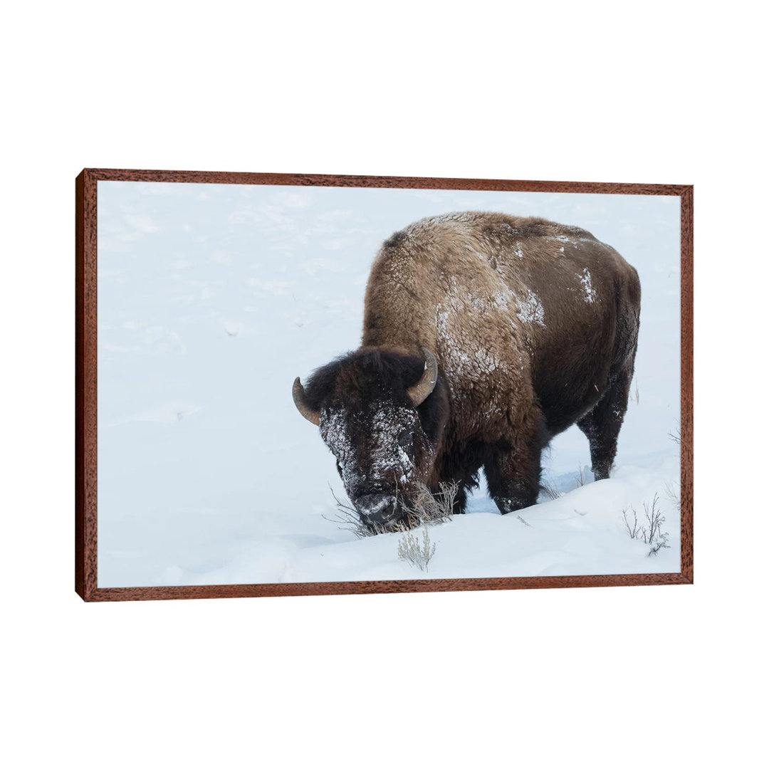 Bison Bulle auf Futtersuche im Tiefschnee von Ken Archer - Galerie-verpackte Leinwand Giclée auf Leinwand