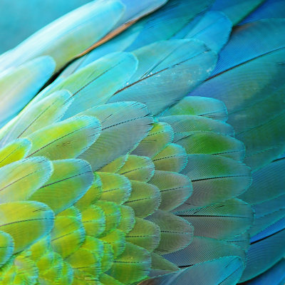 Harlequin Macaw Feathers by Panuruangjan - Wrapped Canvas Print
