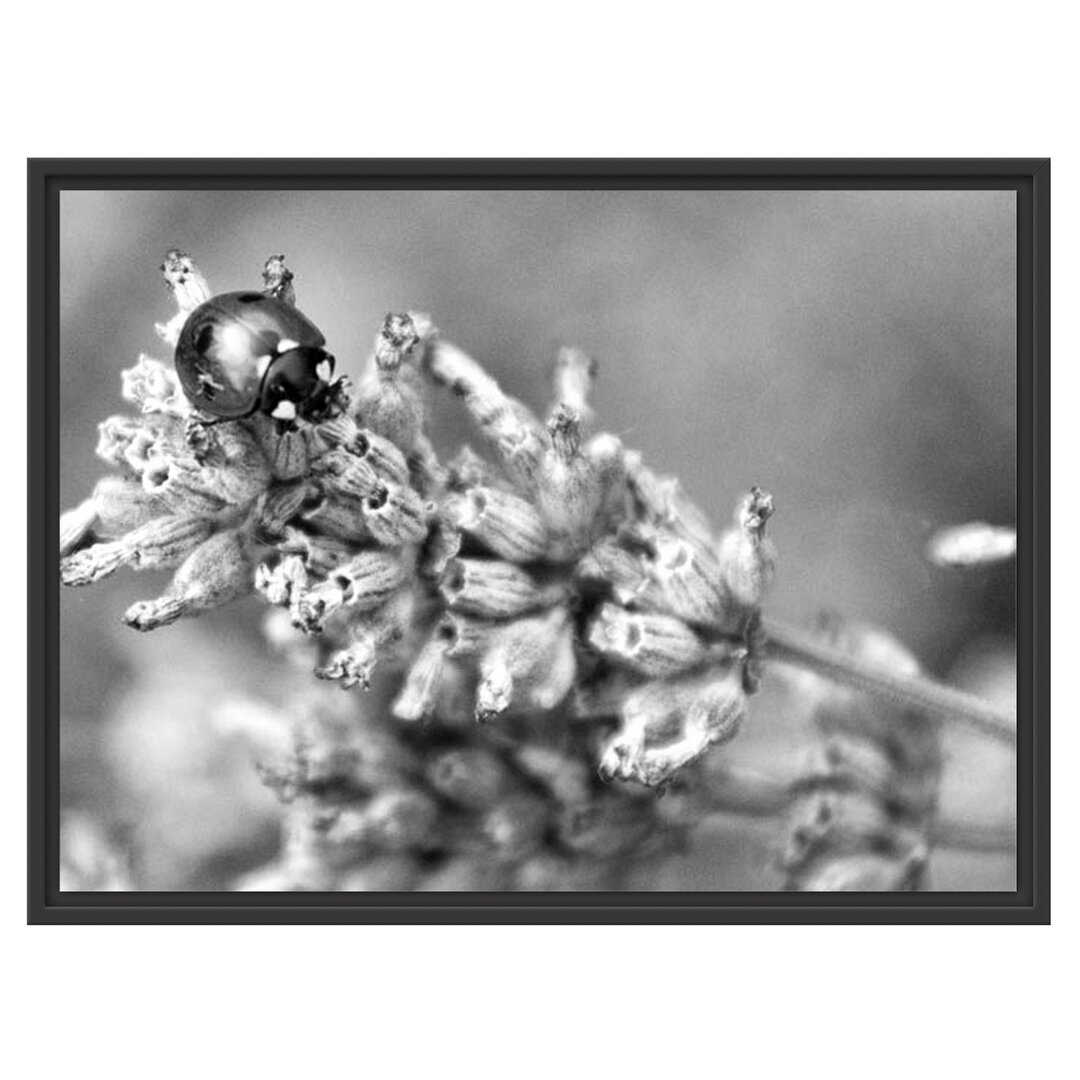 Gerahmtes Wandbild Marienkäfer auf Lavendel