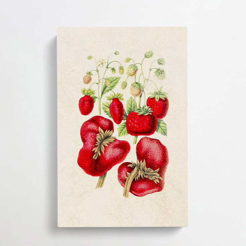 Illustration of Strawberry Plants - Wrapped Canvas, 50cm H x 35cm W x 3cm D