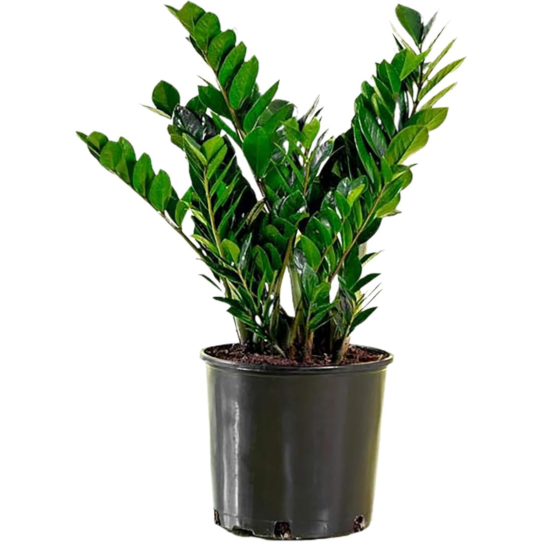 Low Light American Plant Exchange Live ZZ Plant, Zanzibar Gem, 6-Inch Pot, Fuss Free, Easy Care, Low Watering Needs Houseplant American Plant Exchange