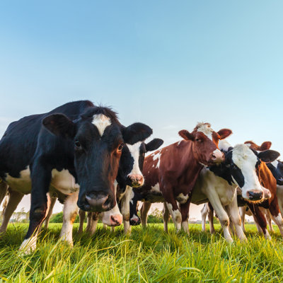 " Curious Dutch Milk Cows "