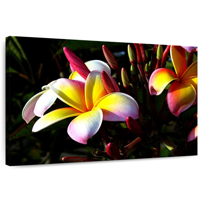 Fleur de plumeria Harnek, H 32 po x l 48 po