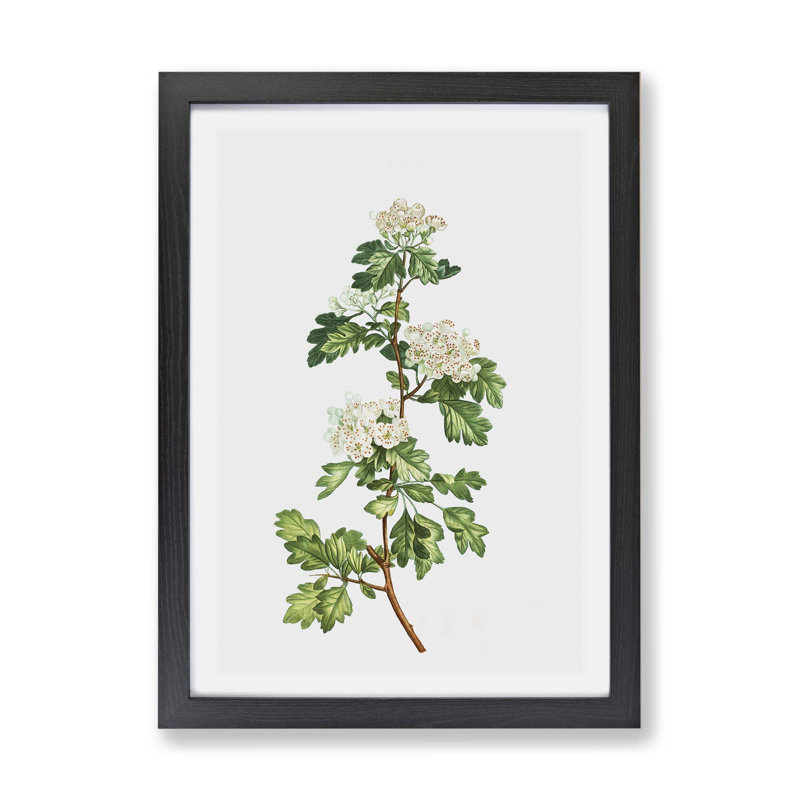 Hawthorn Flowers by Pierre-Joseph Redoute - Single Picture Frame Painting, 33cm H x 45cm W x 2cm D, Black