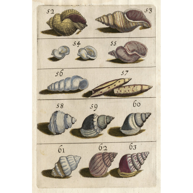 Shell Collection III - Wrapped Canvas Print, 122cm H x 81cm W x 3.8cm D