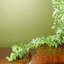 Hanging Plants 80cm Faux Eucalyptus Plant