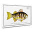 Plumier's Umber Fish by M.E. Bloch - Wrapped Canvas Painting Print-55324727