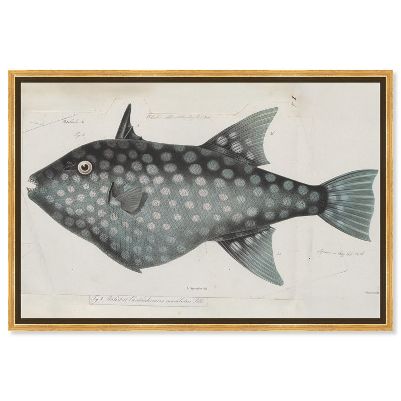 Triggerfish - peinture sur toile, Cadre doré, H 20 po x l 30 po
