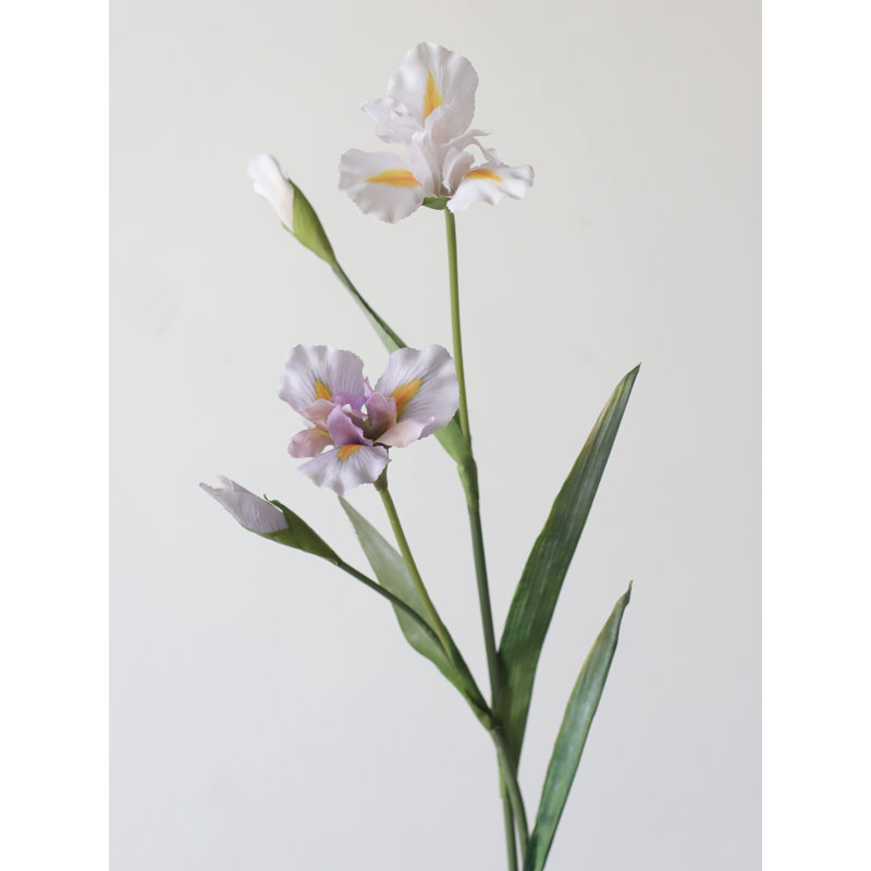Tige fantaisiste d'iris - 29,9 po, Lavande poudré, [C] 6 tiges