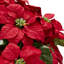 Centre de table poinsettias dans un pot à fleurs