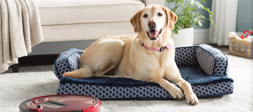 BIG SALE Dog Beds For Every Breed You Ll Love In 2024 Wayfair   Dog Beds For Every Breed 