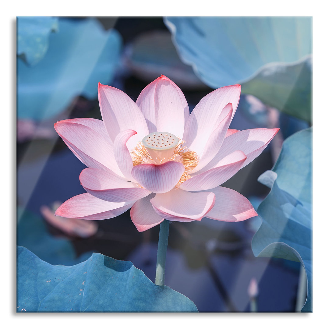 Glasbild Rosa blühender Lotus Nahaufnahme