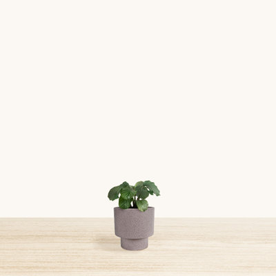 Williard Pot Planter