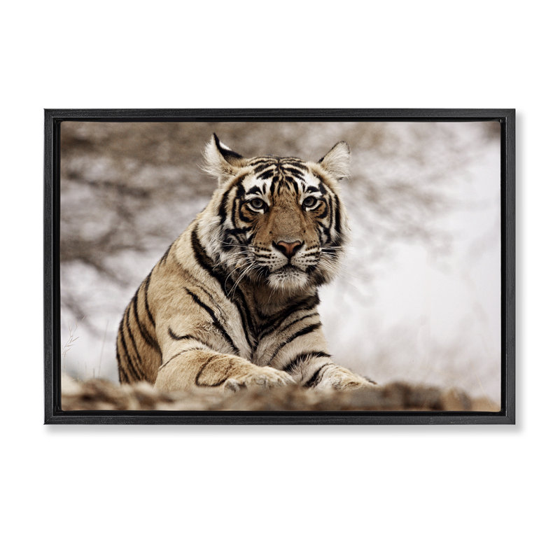 «Strong Tiger Atop Hill» par Danita Delimont, Cadre flottant noir de jais, H 17 po x l 25 po