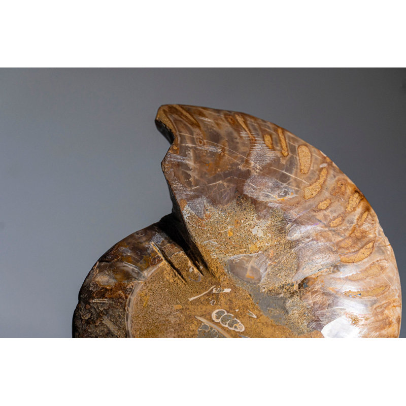Calcified Ammonite Halve From Madagascar (.7 lbs)