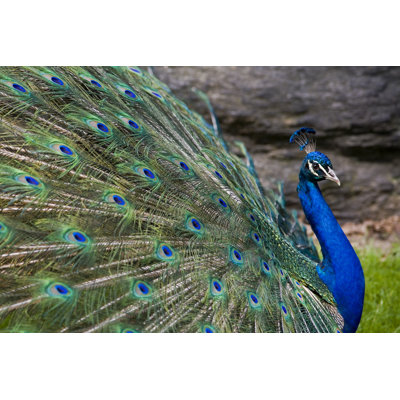 " Peacock " by Johnandersonphoto