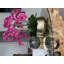 Pot à tiges d'orchidée Roberi-286301786-293210173