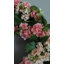 Faux Cherry Blossom Wreath 24"