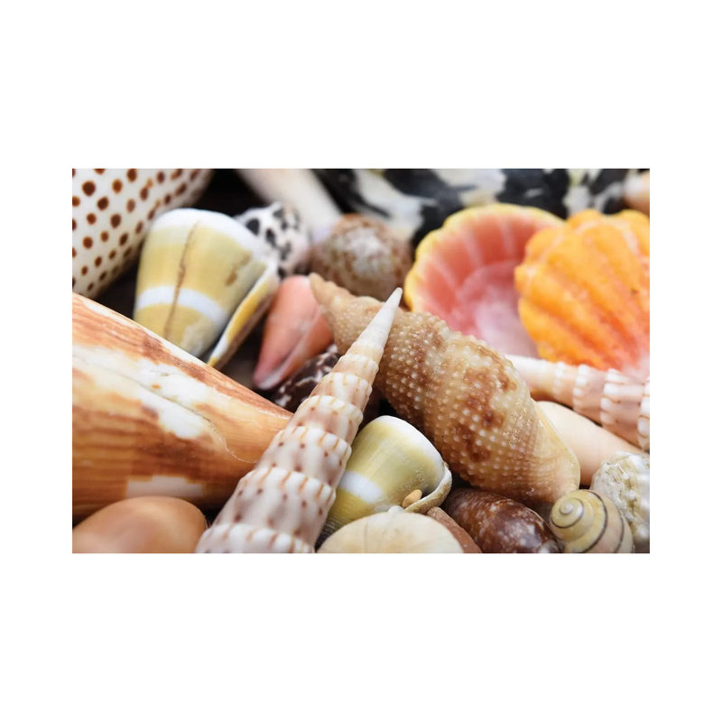Tropical Shell Still-Life by Savanah Plank - No Frame Rectangle Painting on Canvas, 30.48cm H x 45.72cm W