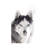 Husky Portrait by Monika Strigel - Wrapped Canvas Print-829126075