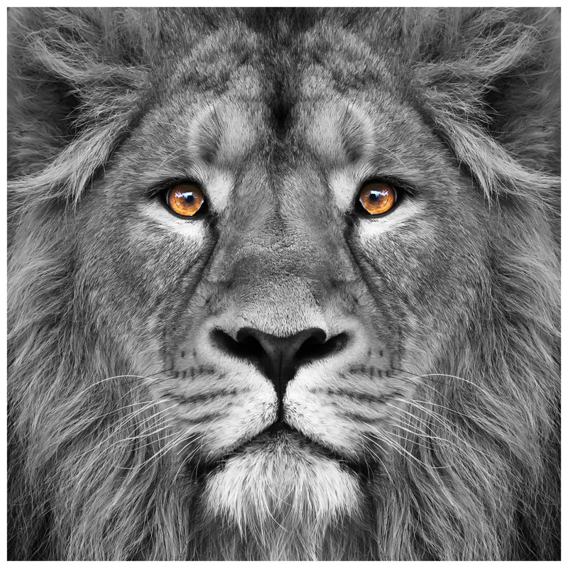 'King of the Jungle Lion' Glass Wall Art