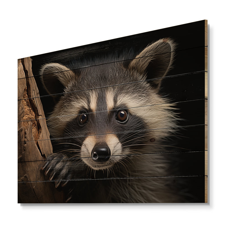 Curious Raccoon III sur impression sur bois, H 24 po x l 32 po x P 0,78 po