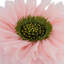 Coussin décoratif décoratif décoratif décoratif en forme de fleur 3D inclus-99863940