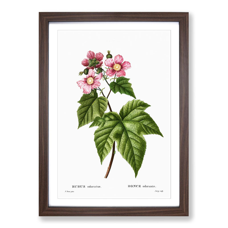 Blooming Raspberry Bush by Pierre-Joseph Redoute - Picture Frame Graphic Art Print, 48cm H x 36cm W x 2cm D, Walnut Framed