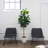 6ft Artificial Rubber Tree