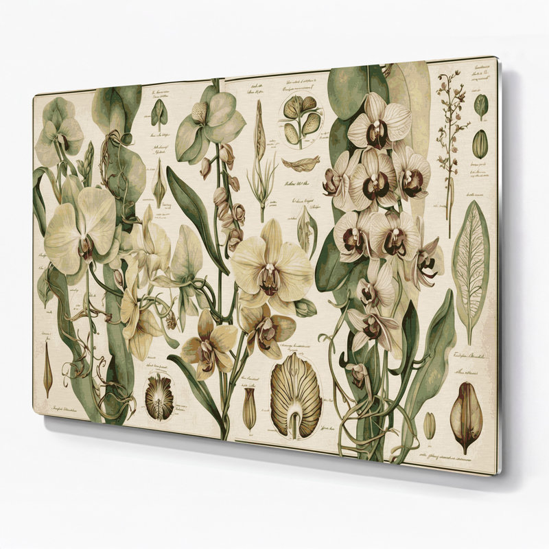 Botanical Vintage Botanical Illustrations Beige Metal Wall Art, 240" H x 240" W x 0.05" D