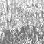 Birches Wallpaper-58717891