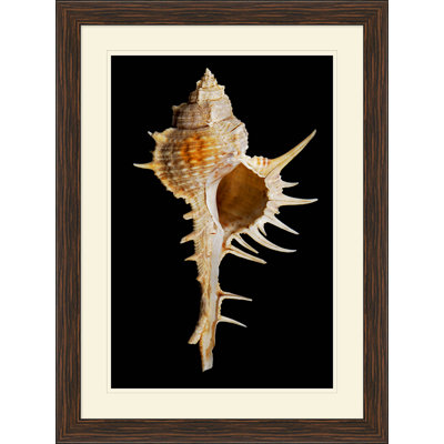 Large Shell 3 Print