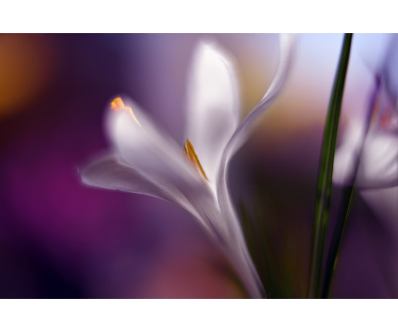 Wrapped Canvas Print, 50.8 cm H x 76.2 cm W