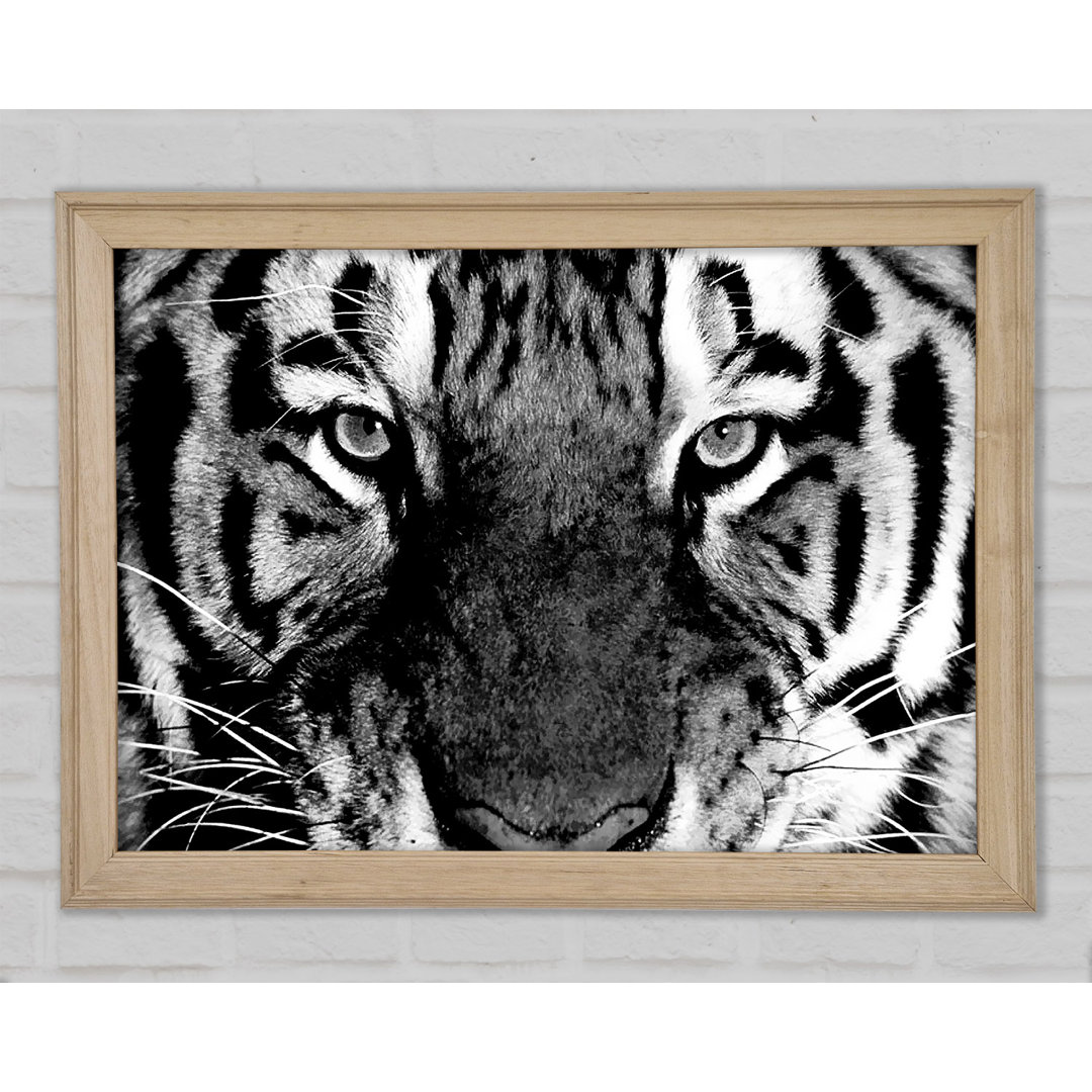 Tiger Starren B N W - Druck