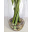 Amaryllis, arrangement floral dans un vase