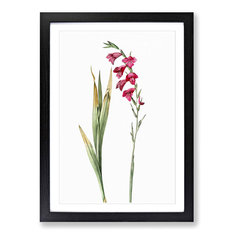 Pink Gladiolus Flowers by Pierre-Joseph Redoute - Picture Frame Painting Print, 65cm H x 48cm W x 2cm D, Black Framed