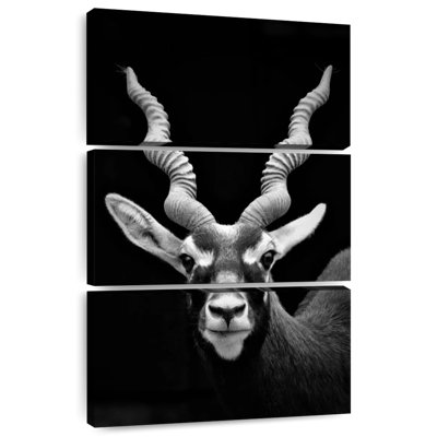 Antilope à cornes Brampt