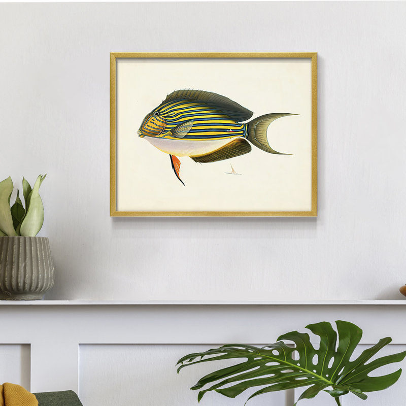 Collection de poissons tropicaux I - impression encadrée - réarmable