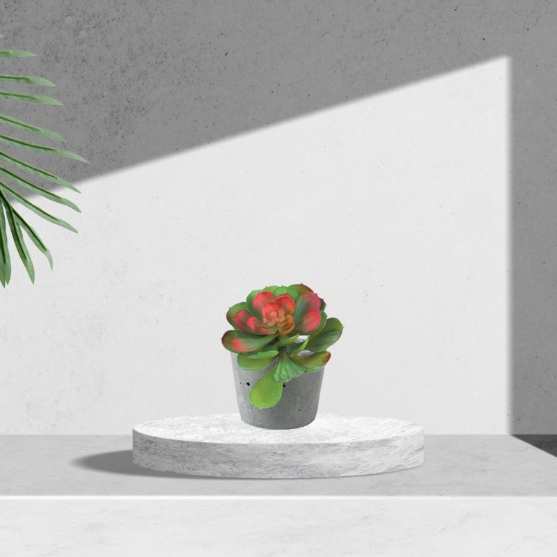 Mott 6.5'' Tall Succulent, Green Burgundy