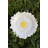 Maria Flor Dessert Plate Daisy