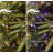 Alpine 7.5' Pre-Lit Pine Christmas Tree